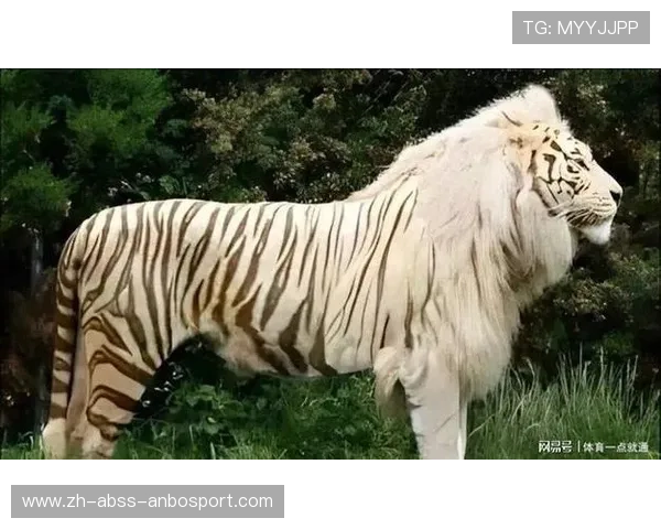 羽毛球大小虎兽现身野外科学家称其或为新物种